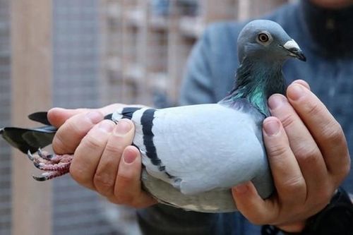 Choáng với bồ câu 35 tỷ: Đắt đỏ đến mức phải thuê vệ sĩ riêng bảo vệ