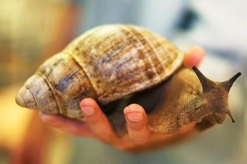 Làm giàu từ sản xuất mỹ phẩm bằng chất nhầy ốc sên