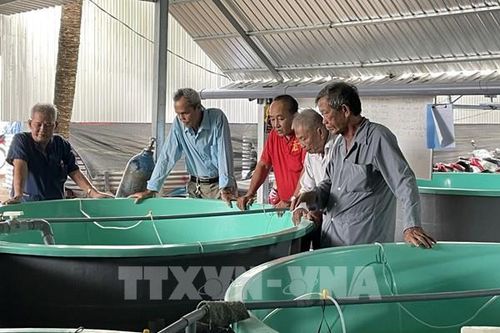 Hướng đi mới cho nghề cá chình giống ở Đồng Tháp