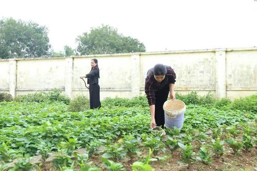Những 'Vườn rau cho bé'