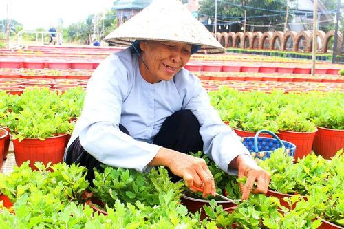 Gieo mầm sắc xuân, ước hẹn mùa vàng