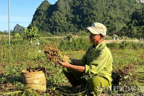 Tăng thu từ trồng lạc