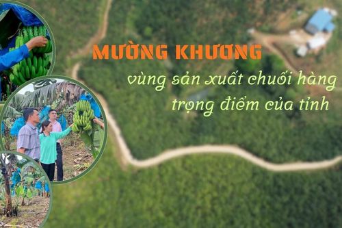 Mường Khương: Vùng sản xuất chuối hàng hóa trọng điểm của tỉnh