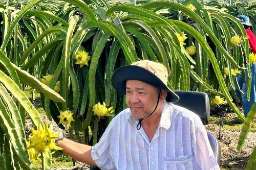 'Trái ngọt' thanh long vỏ vàng chuẩn GlobalGAP
