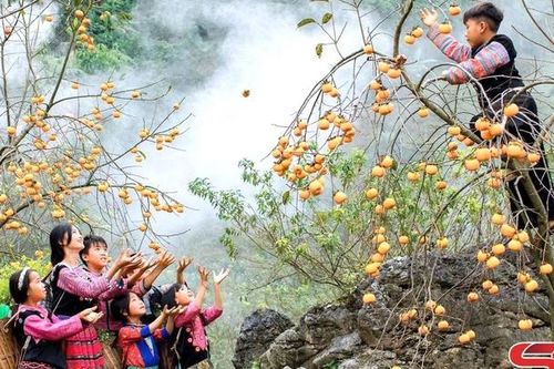 Lợi ích kép từ cây hồng trên cao nguyên Mộc Châu