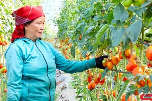 Mô hình nông nghiệp công nghệ cao ở Ngọc Chiến