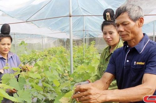 Xây dựng vùng cây ăn quả chất lượng cao ở sông Mã