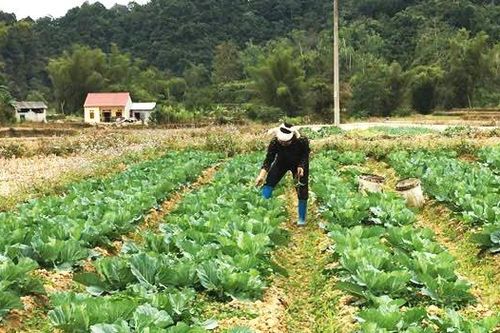 Toàn tỉnh phấn đấu gieo trồng trên 8.000 ha cây vụ đông
