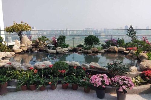 Tham khảo những mẫu hồ cá Koi đẹp trong nhà