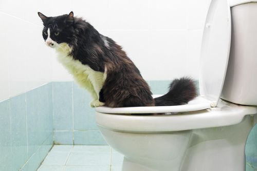 Cách dạy mèo đi vệ sinh ở bồn cầu hóa ra rất dễ