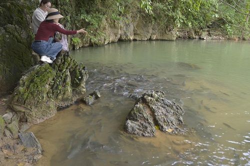 Bí ẩn hang 'cá thần' với hàng nghìn con thay đổi màu da theo thời tiết đang chờ khám phá