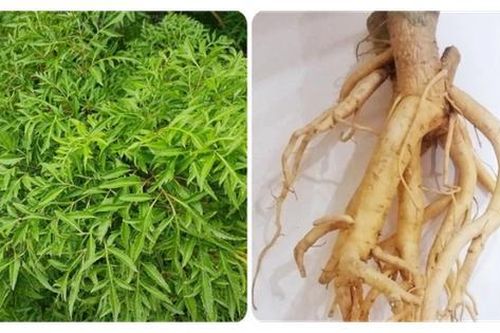 Lá và rễ đinh lăng có tác dụng gì?