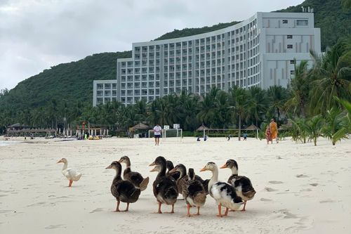 Đàn vịt 'lạc trôi' theo lũ dữ đến resort 5 sao ở Nha Trang giờ ra sao?