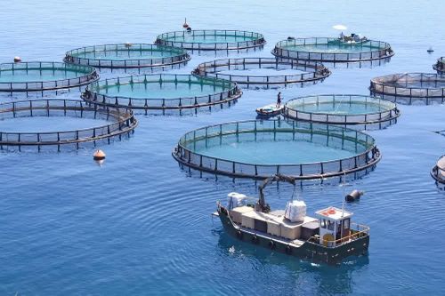 Phát triển thủy sản bền vững, có trách nhiệm, thân thiện với môi trường