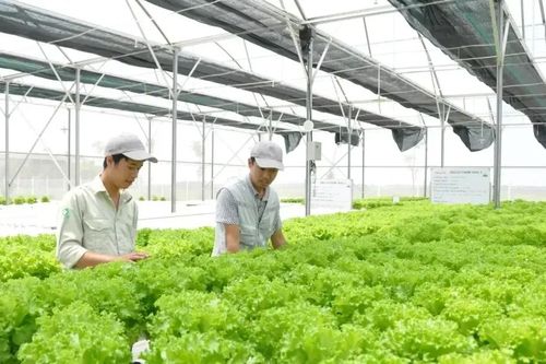 Hà Nội thông qua các chính sách hỗ trợ nhằm thúc đẩy chuyển đổi nông nghiệp theo hướng hiện đại
