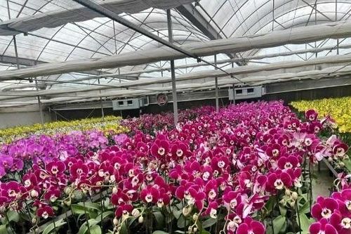 Ứng dụng công nghệ cao - hướng đi mới cho nông nghiệp Hà Nội