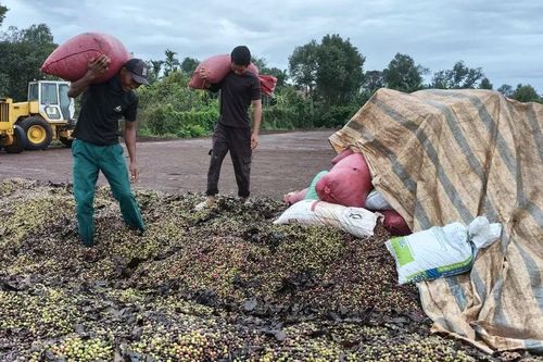 Cà phê Tây Nguyên vào vụ thu hoạch: Được mùa, được giá, nông dân phấn khởi