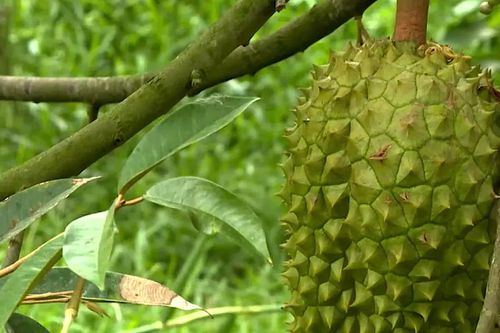 Đồng Tháp: Xuất hiện nấm gây bệnh khiến cây sầu riêng chết dần