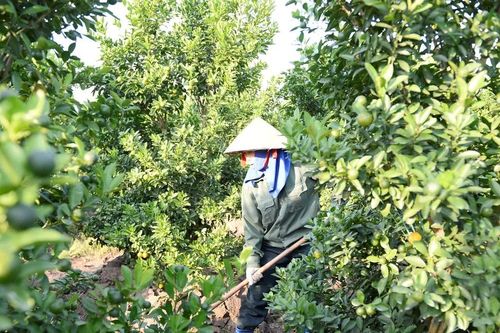 Làng quất cảnh xứ Thanh tất bật vào vụ tết