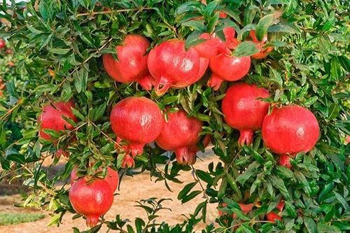 3 loại cây như 'két sắt giữ lộc' trong nhà