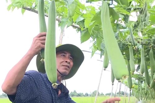 Nhiều cách làm hay trong giảm nghèo ở Cà Mau