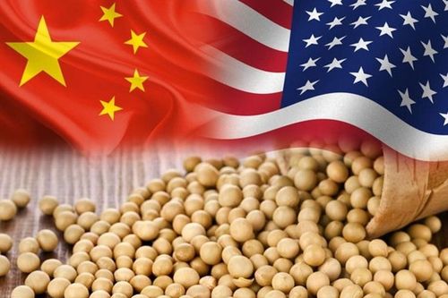 Sau điện đàm cấp cao, Trung Quốc tăng cường nhập khẩu đậu tương Mỹ
