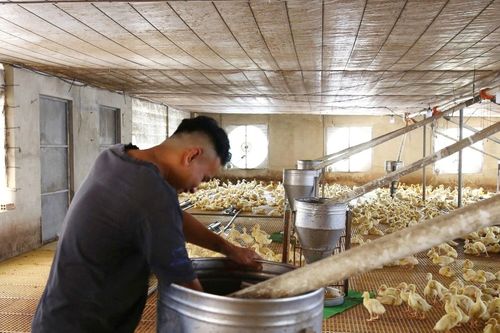 Đồng Nai: Ứng dụng tự động hóa trong nuôi vịt giúp tăng năng suất