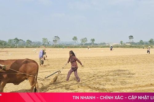 Mai Hoa xuống giống hơn 16 ha ngô liên kết
