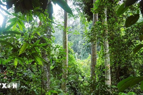 Khám phá vùng lõi Khu dự trữ sinh quyển Pù Huống của Nghệ An