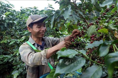 Lan tỏa thương hiệu cà phê Sơn La