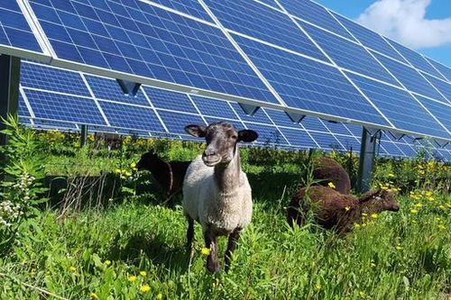 Trang trại điện mặt trời 100 MW và 600 chú cừu: Sự kết hợp bất ngờ