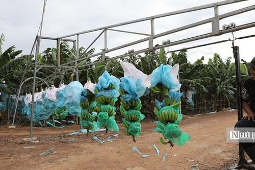 'Lá chắn' sinh thái bảo vệ đô thị 14 triệu dân Tp.HCM