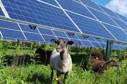 Trang trại điện mặt trời 100 MW kết hợp chăn nuôi cừu: Mô hình bền vững hút sự chú ý