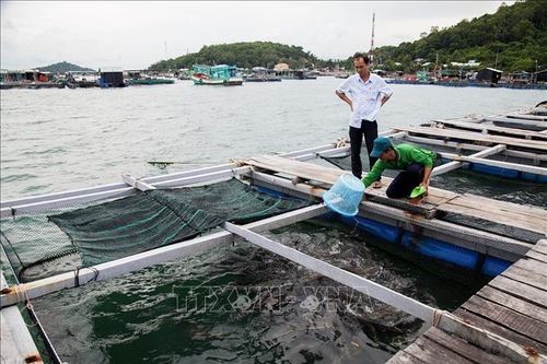 Nông nghiệp 'thuận thiên': Biến vùng đất mặn thành vựa nông, thủy sản