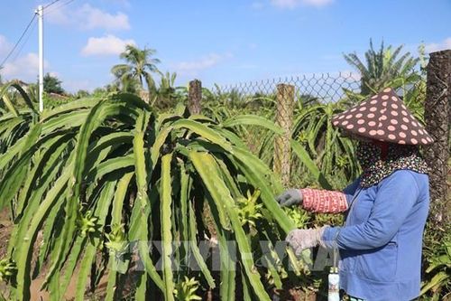 Giá thanh long trái vụ ở tỉnh Đồng Tháp tăng hơn 3 lần