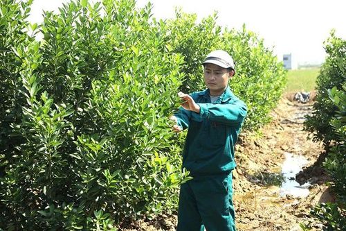 'Gieo mầm' đổi mới trên đất quê hương