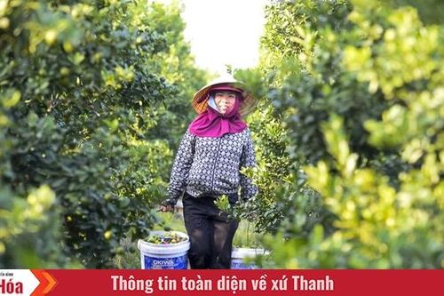 Làng quất Hợp Tiến vào vụ Tết: Nông dân chạy nước rút trước 'mùa vàng'