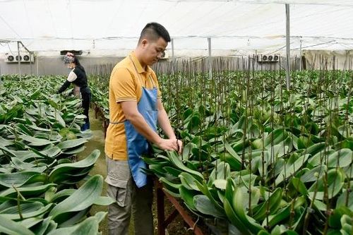 Bắc Ninh: Nhà vườn chăm hoa đón Tết