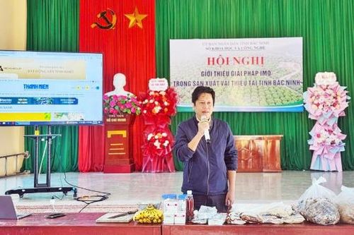 Nâng cao hiệu quả sản xuất vải thiều bằng giải pháp IMO