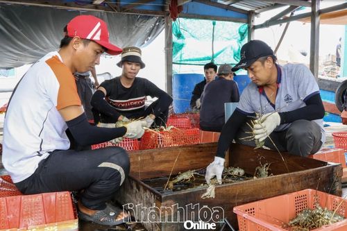 Khuyến cáo người dân khẩn trương thu hoạch thủy sản nuôi đạt kích cỡ thương phẩm