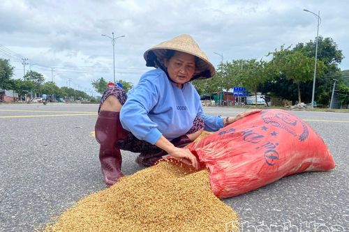 Người dân đem lúa ra phơi mong vớt vát lại sau mưa lũ