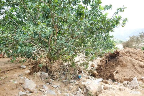 Bảo vệ sản xuất nông nghiệp để giảm thiệt hại kép