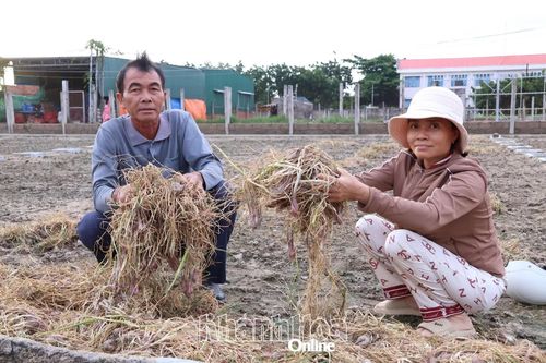Nỗ lực hỗ trợ các hợp tác xã khôi phục sản xuất