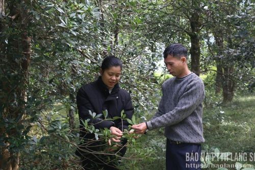 Bền vững từ hồi hữu cơ