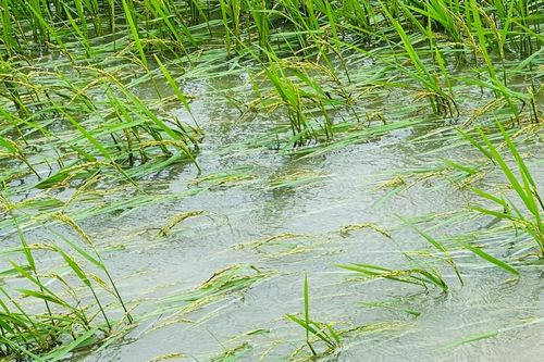 Lâm Đồng hướng dẫn phục hồi sản xuất trồng trọt sau mưa lũ