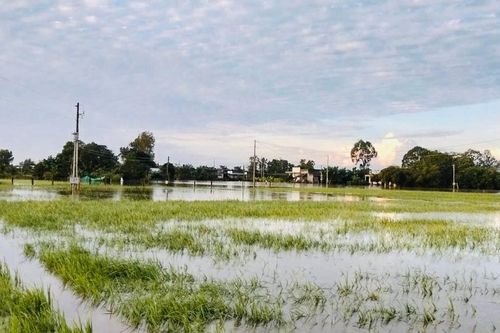 Lâm Đồng phân bổ 1.000 tấn gạo hỗ trợ người dân bị thiệt hại do mưa lũ