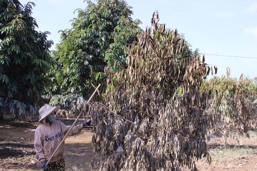 Hỗ trợ khắc phục thiệt hại cây trồng do mưa lũ tại Cát Tiên