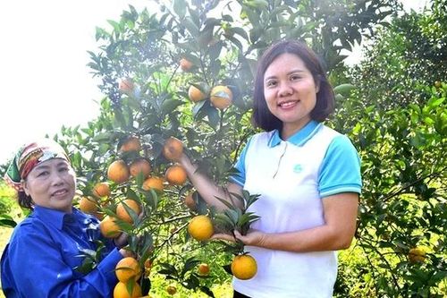 Khẳng định niềm tin từ sản xuất cam hữu cơ, an toàn