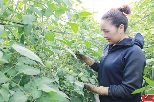 Làm giàu từ trồng cà chua trong nhà lưới