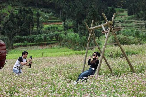 Lễ hội hoa Tam giác mạch 'Miền đá nở hoa'